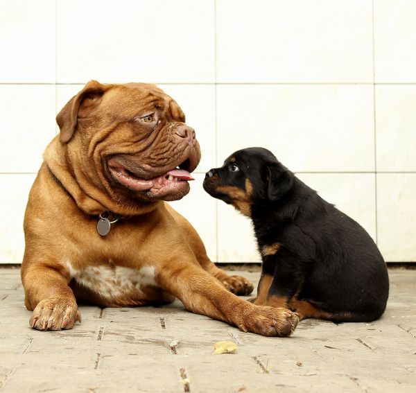 natura,bianca,casa,cucciolo,cane,animale