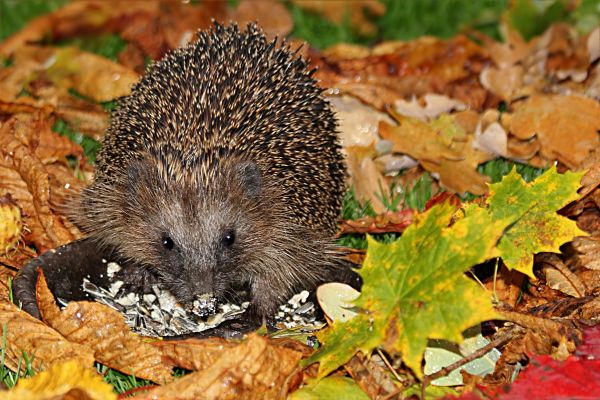 zwierzę, dzikiej przyrody, ssak, ogród, fauna, jeż