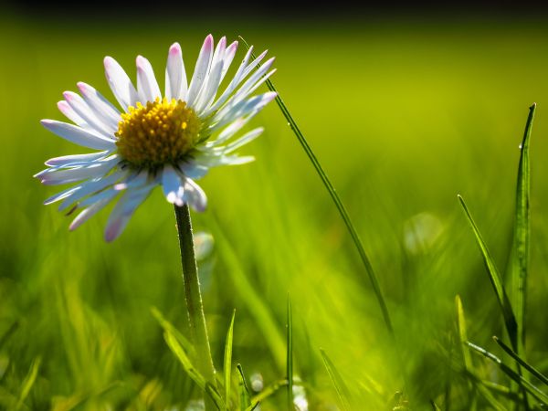 nature, grass, blossom, plant, field, lawn