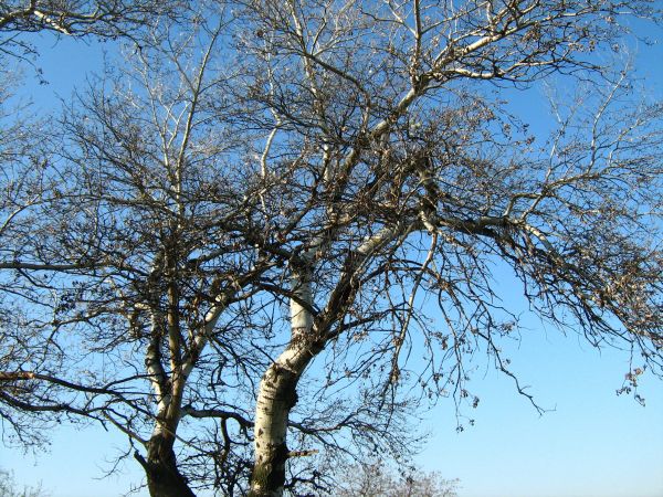 paysage,arbre,la nature,branche,fleur,hiver