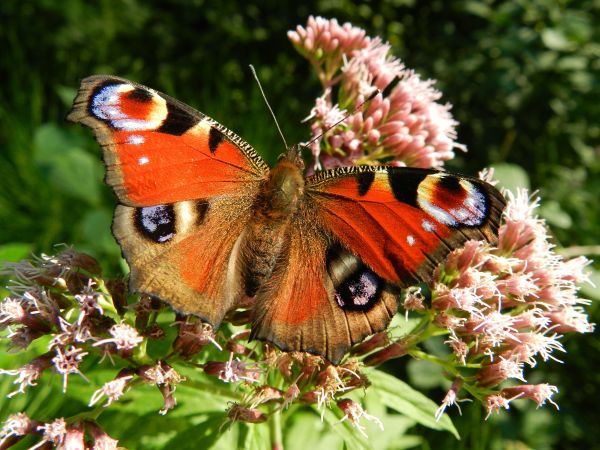 floare,insectă,fluture,roșu,faună,nevertebrat