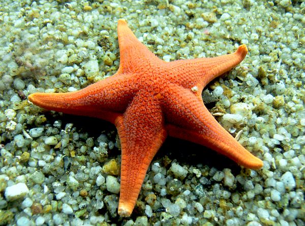 starfish,biology,jellyfish,fish,fauna,coral