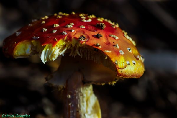 Natura, fotografia, liść, kwiat, zdjęcie, makro