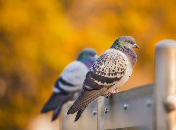 la nature, oiseau, aile, animal, faune, mouche