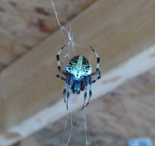 naturaleza,ala,fauna silvestre,web,escalofriante,salvaje