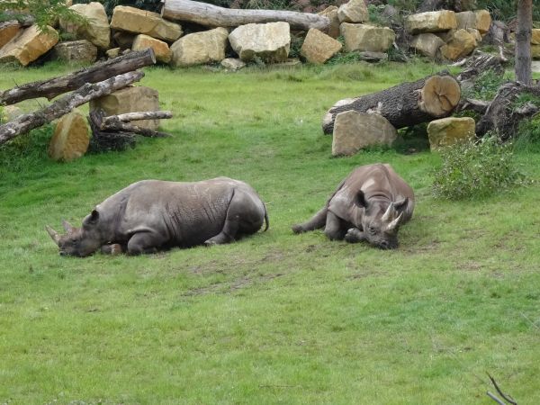 Tierwelt,Zoo,Säugetier,Fauna,Nashorn,Leipzig