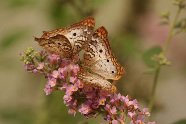 Natura,kwiat,owad,makro,para,liść