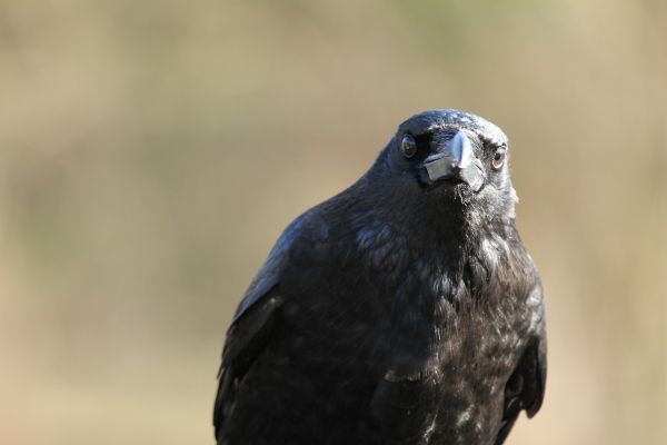 oiseau, aile, faune, le bec, noir, faune