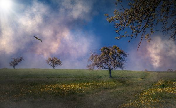 krajina, strom, Příroda, les, tráva, horizont