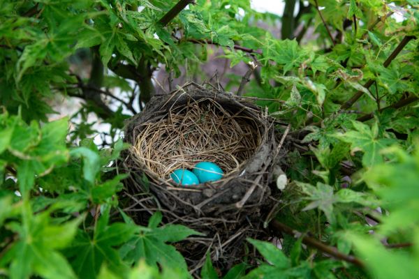 ブランチ,鳥,野生動物,庭園,動物相,ジャングル