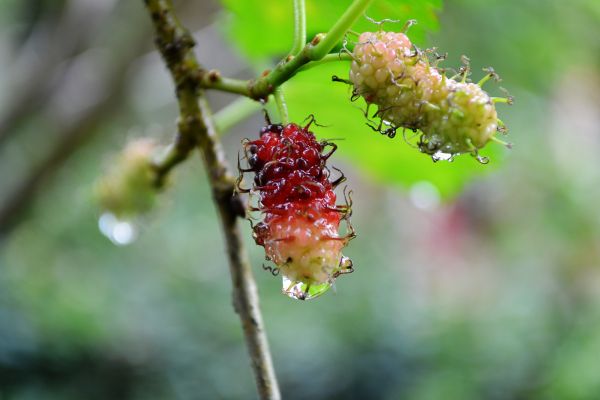 木, 自然, ブランチ, 花, 工場, フルーツ