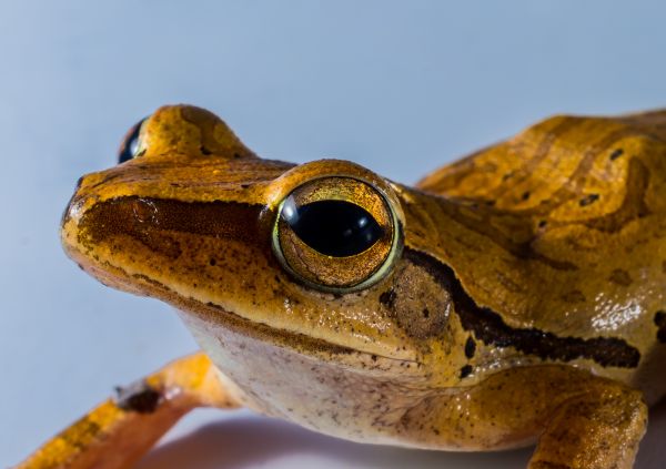 rana,sapo,anfibio,fauna,rana de árbol,de cerca