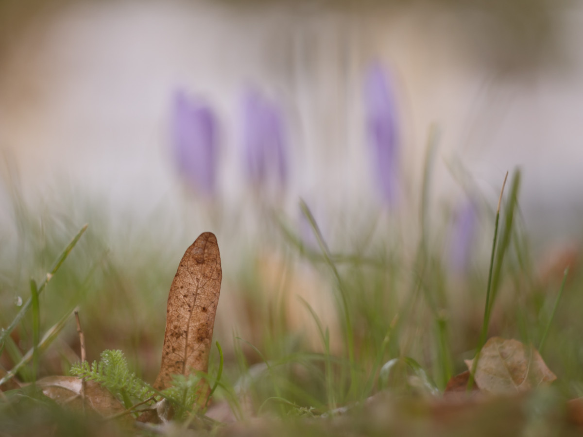 natura, erba, bokeh, pianta, fotografia, luce del sole, mattina, foglia, autunno, fiore, verde, autunno, parco, flora, Fiore di campo, avvicinamento, pastello, occhio, Herbst, gdl, Blume, Pflanze, vintagelens, GX8, pancolar, panasoniclumixgx8, czjpancolarf1850mm, una pesca, anjapietsch, mftm43lumixpanasonic, microfourthird, autumncrocus, Herbstzeitlose, fotografia macro, pianta fiorita, famiglia di erba, impianto di terra