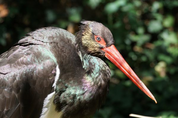 自然,鳥,嘴,動物相,野生動物,ストローク