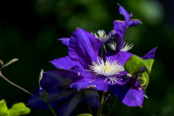 natur,utomhus-,blomma,växt,blomma,kronblad