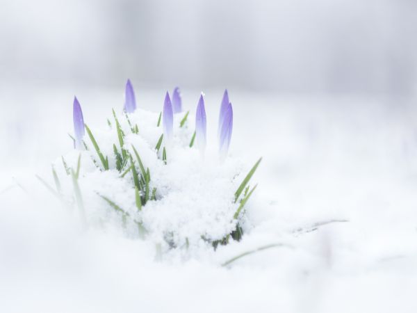 växt,blad,blomma,gren,snö,vinter-