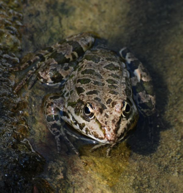 wildlife,frog,biology,toad,amphibian,fauna