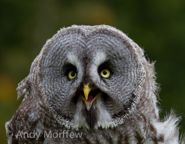 vogel,wildlife,bek,uil,fauna,roofvogel