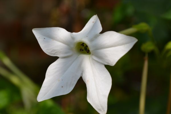 Natur, blühen, Pflanze, Weiß, Blume, draussen