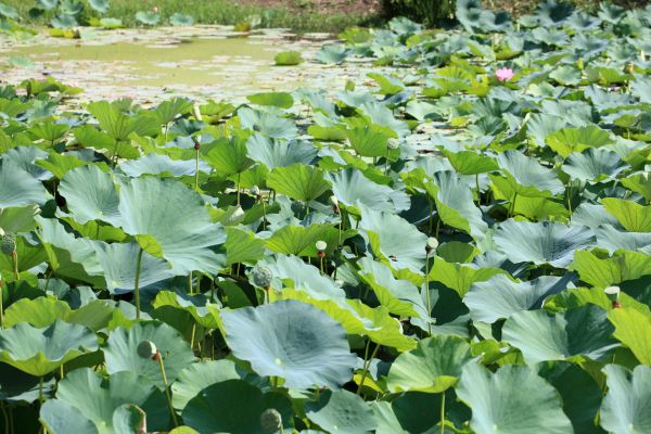 menanam,daun,bunga,bidang,padang rumput,kolam