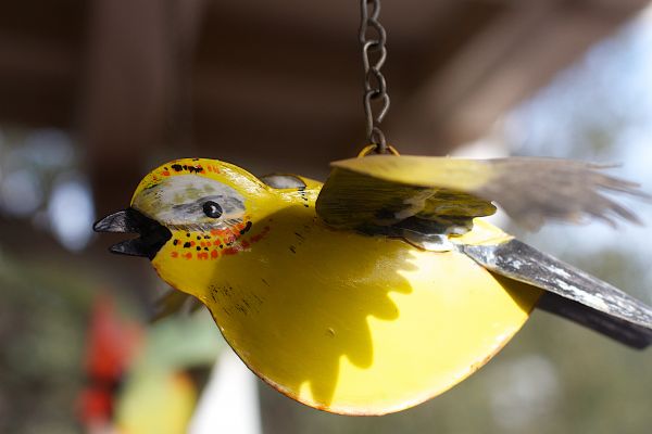 naturaleza,pájaro,rama,hoja,flor,fauna silvestre