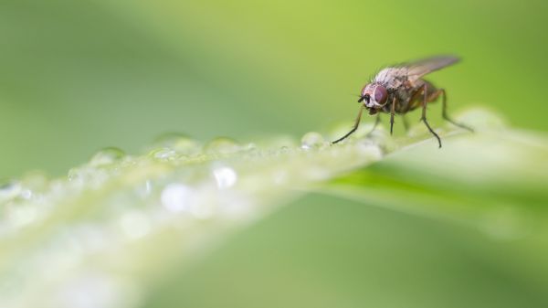 Wasser, Natur, Bokeh, Gras, Wasserfall, scharf