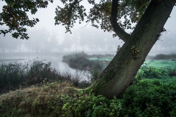 landschap,boom,natuur,Bos,wildernis,water