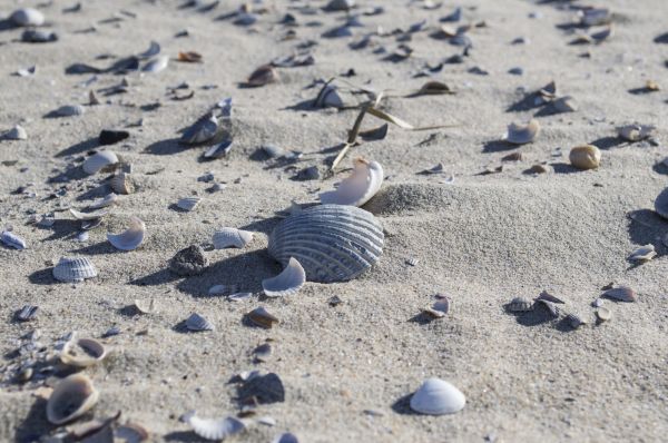 strand, zee, kust, water, buitenshuis, zand