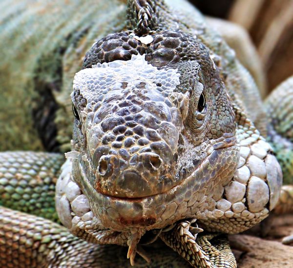 動物,野生動物,動物園,トロピカル,爬虫類,規模