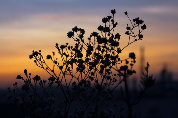 cielo, naturaleza, Fenómeno atmosférico, Mañana, puesta de sol, vegetación