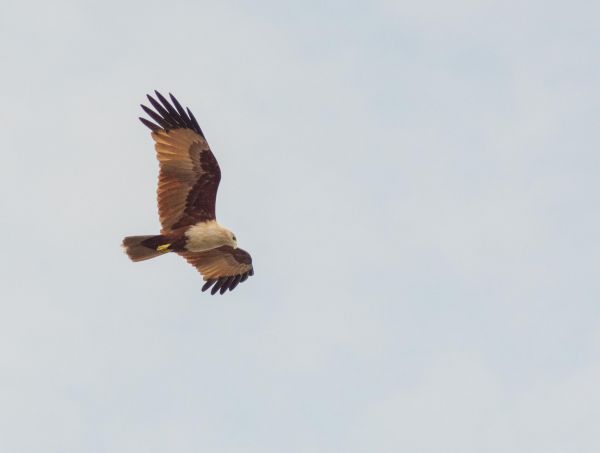 oiseau, oiseau de proie, aigle, Accipitriformes, vertébré, Accipitridés