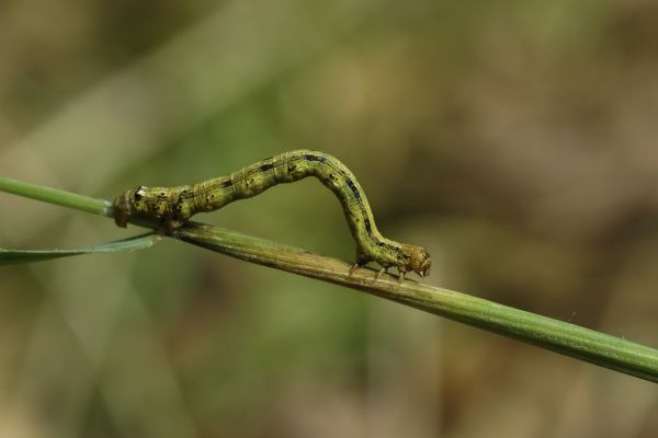 性质,摄影,叶,照片,绿色,科