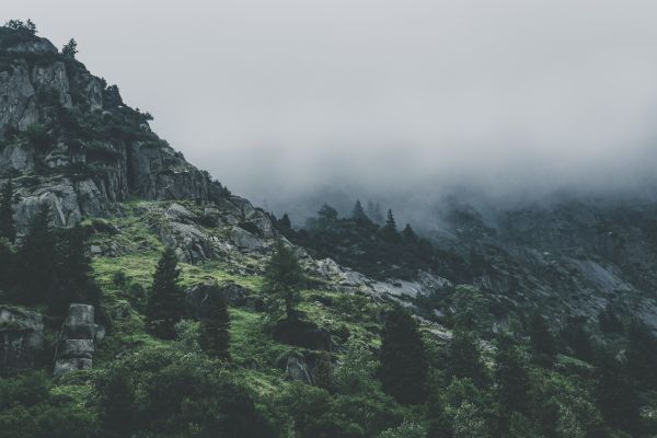 風景,自然,森林,岩,荒野,草