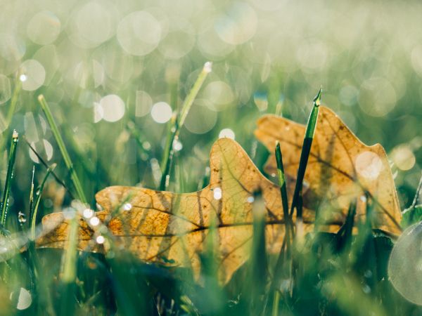 landscape,tree,water,nature,grass,branch