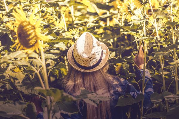 växt,fält,blad,blomma,höst,hatt