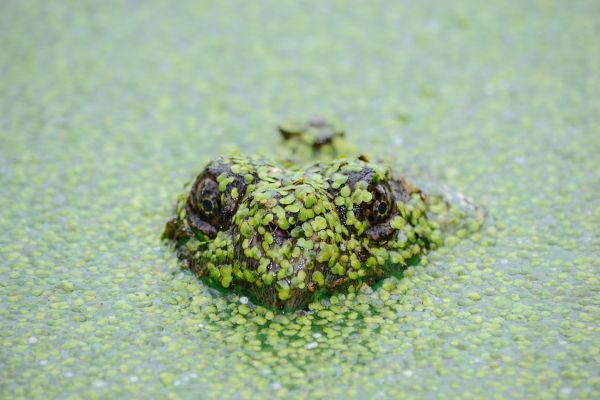 Sumpf,Wasser,Pflanze,Blatt,Blume,Tier