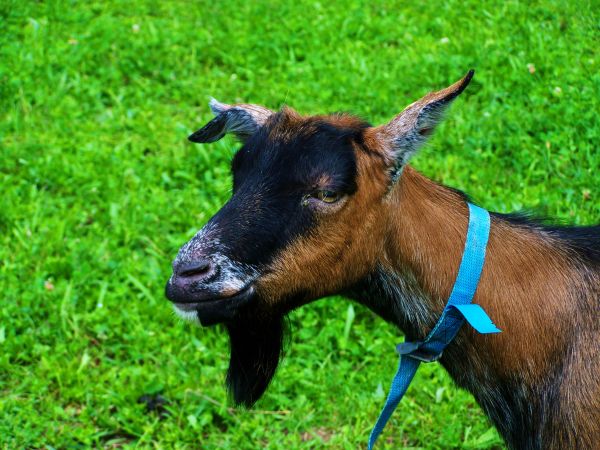 rumput,padang rumput,kambing,padang rumput,binatang menyusui,fauna