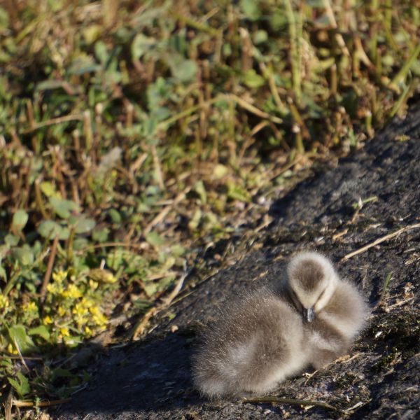 la nature,herbe,oiseau,faune,mammifère,faune