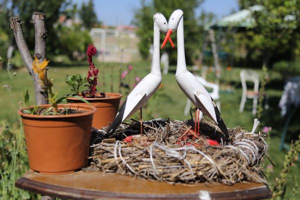 paysage,fleur,jardin,Eskisehir turkey