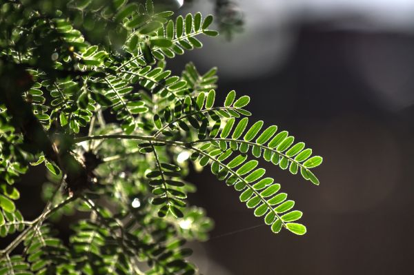 树,科,厂,叶,花,夏季