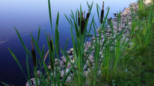 herbe,plante,fleur,Prairie,prairie,botanique