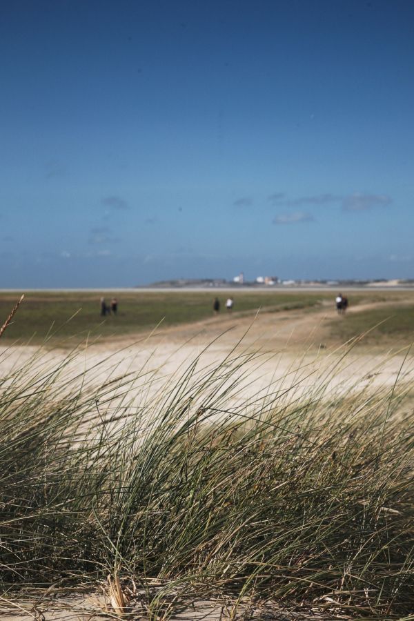 strand, landskab, hav, kyst, græs, sand