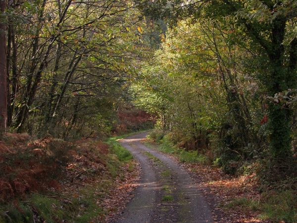 paesaggio, albero, natura, foresta, natura selvaggia, pianta