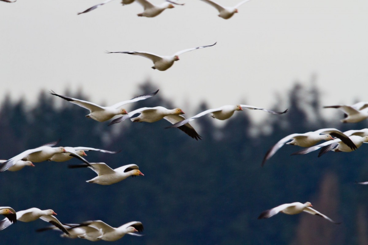 natura, uccello, ala, gruppo, aria, animale, uccello marino, gregge, volante, formazione, natura, selvaggio, becco, volo, fauna, zoologia, piume, Ali, oche, vertebrato, specie, acqua uccello, shorebird, Gannet, migrare, migrazione degli uccelli, migrazione