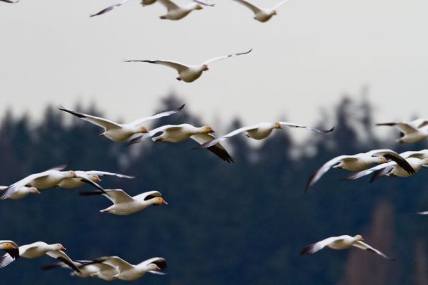 natuur, vogel, vleugel, lucht, groep, dier