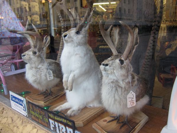 däggdjur,fauna,kanin,hare,ryggradsdjur,jackalope