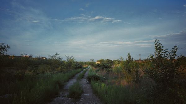 мъж, пейзаж, дърво, природа, гора, път