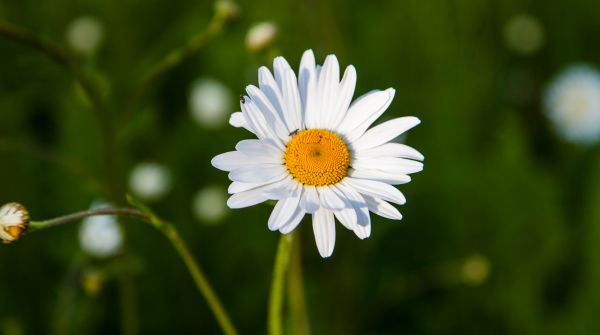 natur, græs, blomst, plante, Mark, hvid