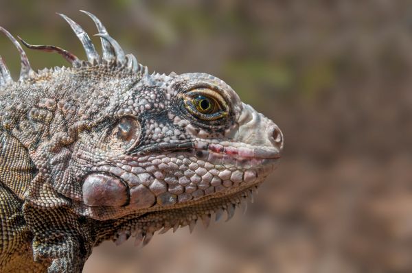 doğa,hayvan,Vahşi hayat,sürüngen,Ölçek,iguana