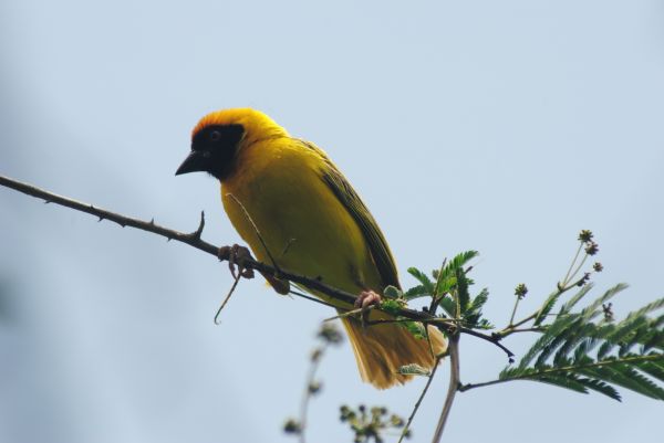 la nature,branche,oiseau,fleur,faune,le bec